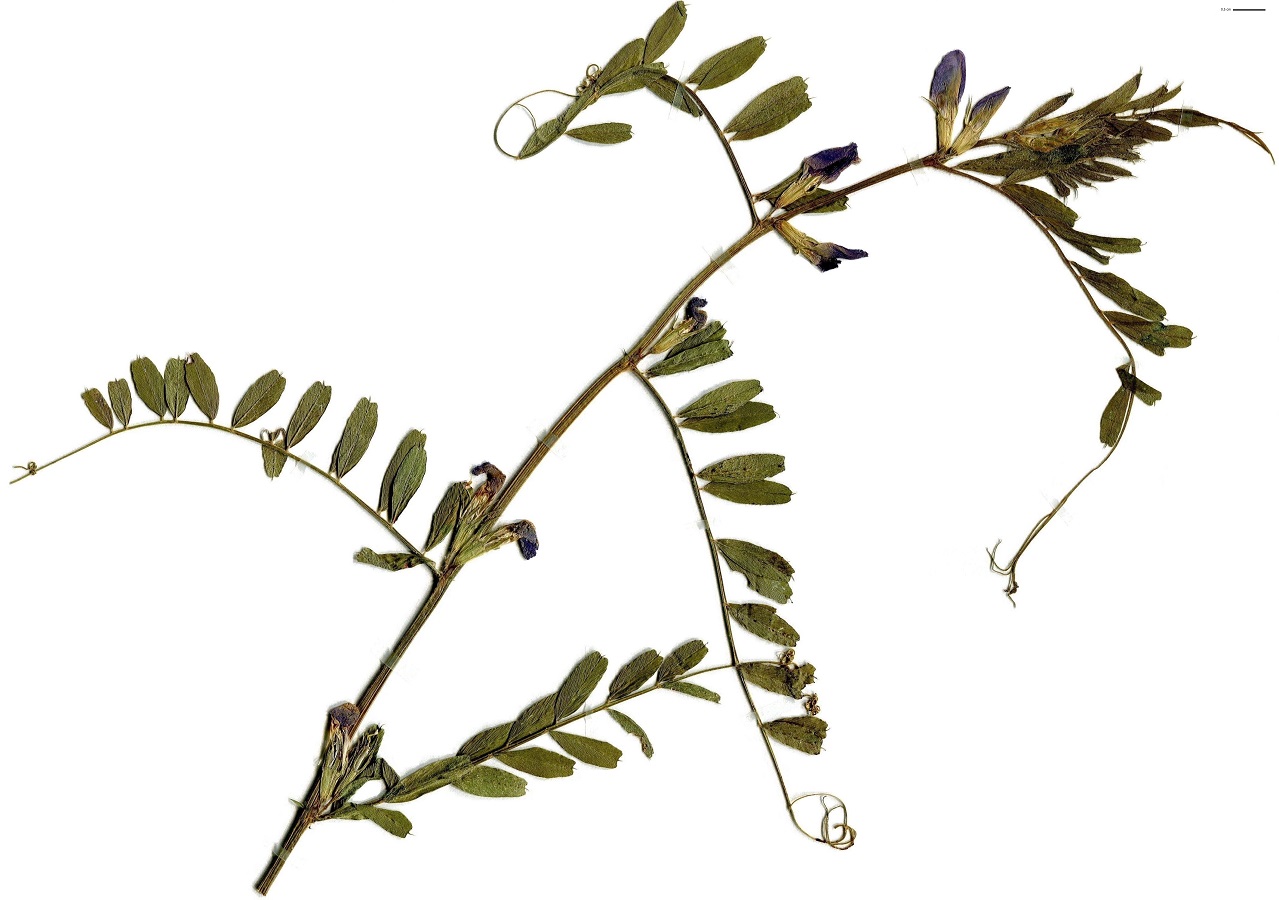 Vicia sativa (Fabaceae)